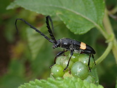 Lissonotus flavocinctus