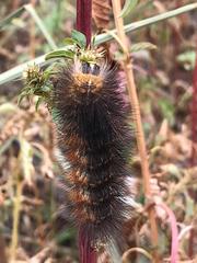Lepidoptera
