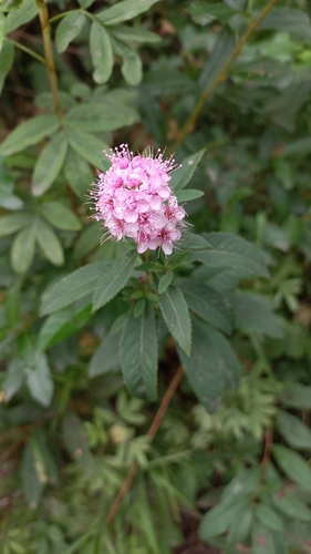 Spiraea salicifolia