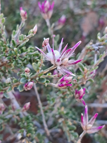 Ptilotus polakii