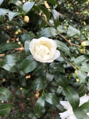 Camellia japonica