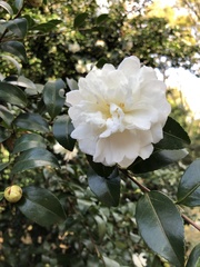 Camellia japonica