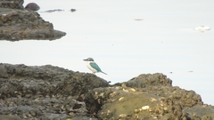 Todiramphus chloris collaris