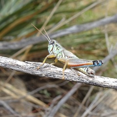 Phoetaliotes nebrascensis