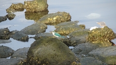 Todiramphus chloris collaris