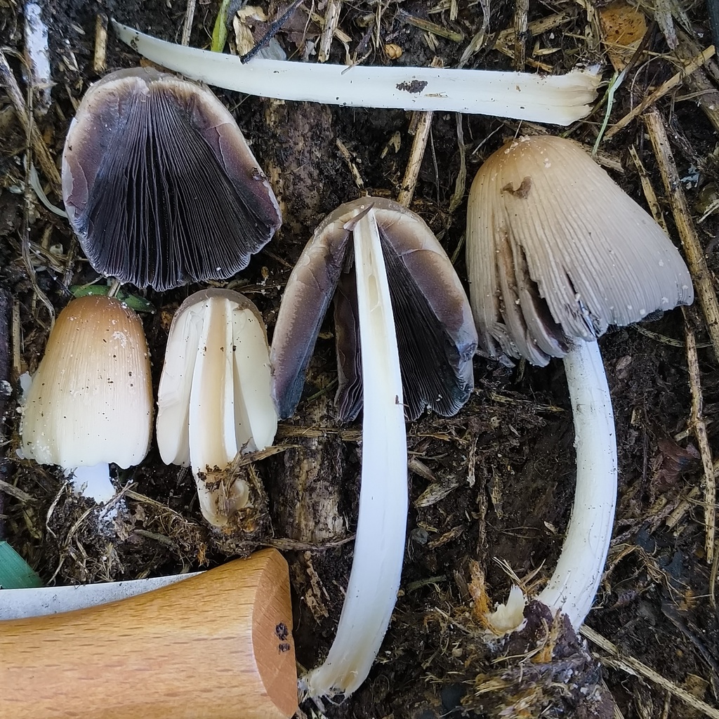 Domestici · September 2025 · photo: © zedt (iNaturalist, cc-by)