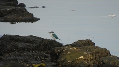 Todiramphus chloris collaris