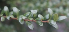 Buxus microphylla