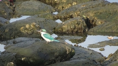 Todiramphus chloris collaris