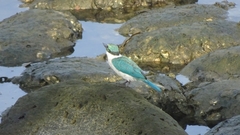 Todiramphus chloris collaris