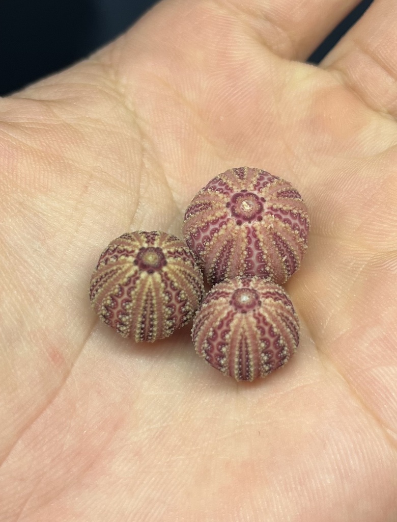 Microcyphus annulatus