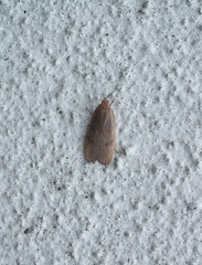 Phaeosaces coarctatella