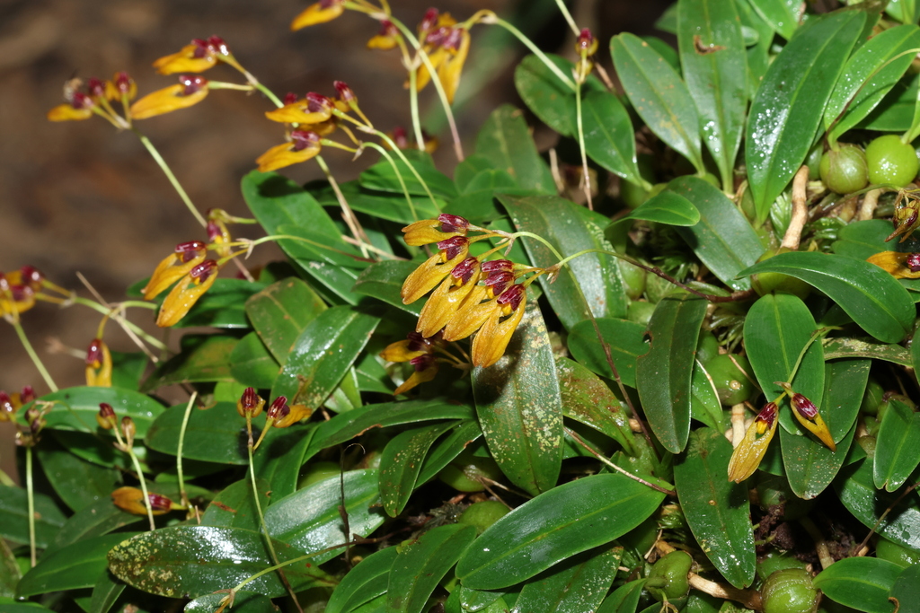 Bulbophyllum pumilio C.S.P.Parish & Rchb.f.