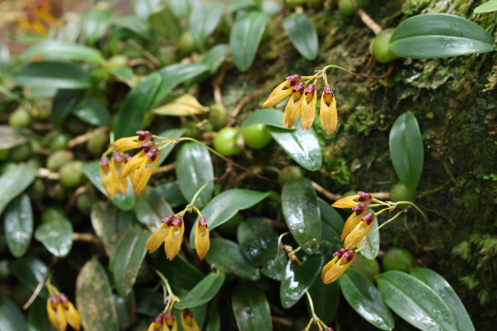 Bulbophyllum pumilio C.S.P.Parish & Rchb.f. 2