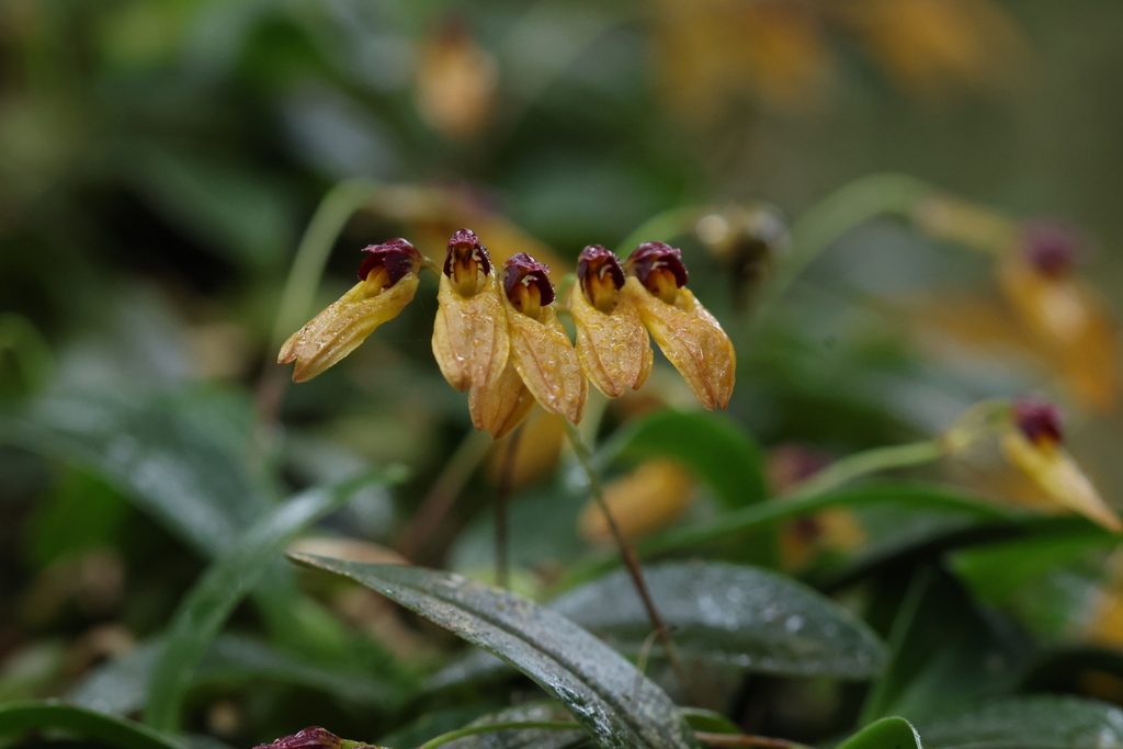 Bulbophyllum pumilio C.S.P.Parish & Rchb.f. 3