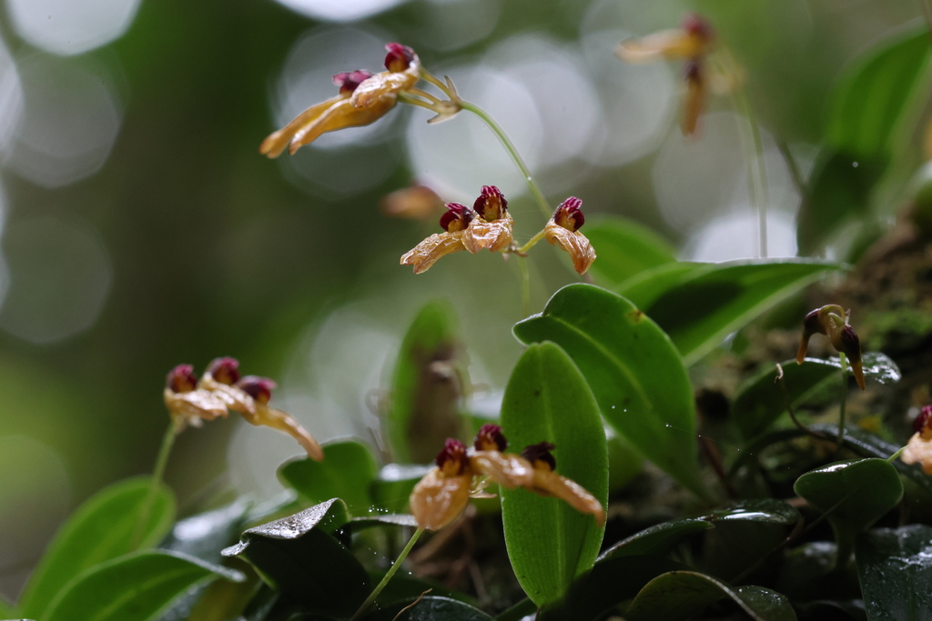 Bulbophyllum pumilio C.S.P.Parish & Rchb.f. 4