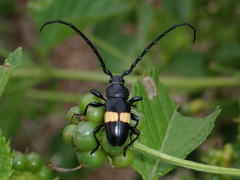 Lissonotus flavocinctus