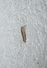 Phaeosaces coarctatella