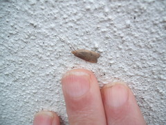 Phaeosaces coarctatella