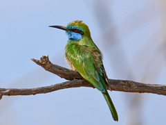 Arabian Green Bee-Eater photo 2