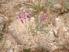 Polygala glochidiata
