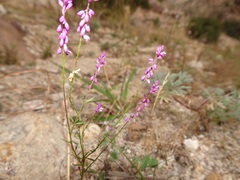 Polygala glochidiata