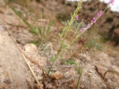 Polygala glochidiata