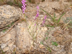 Polygala glochidiata