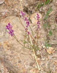Polygala glochidiata