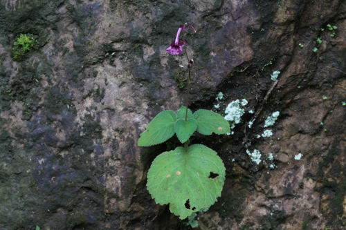 Didymocarpus epithemoides