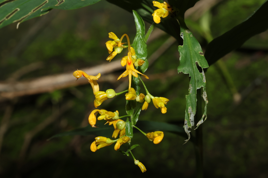 Globba obscura