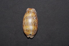 Macrocypraea cervinetta