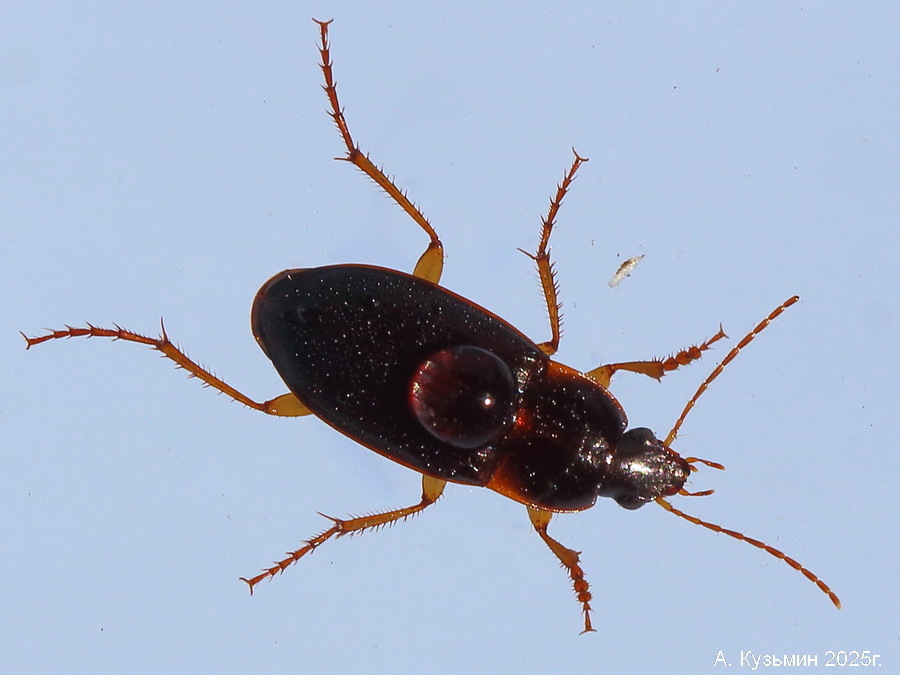 Моховик Черноголовый (Calathus melanocephalus)