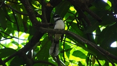 Rhipidura nigritorquis