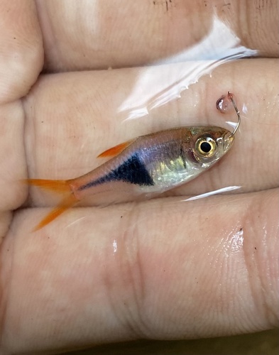 Harlequin (Trigonostigma heteromorpha) — Cyprinidae — 3