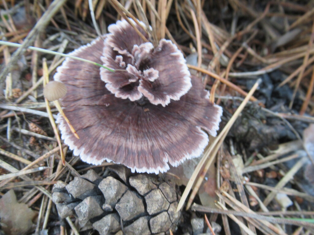 Thelephora caryophyllea · September 2025 · photo: © smsergey (iNaturalist, cc-by-nc)