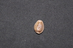Pusula radians