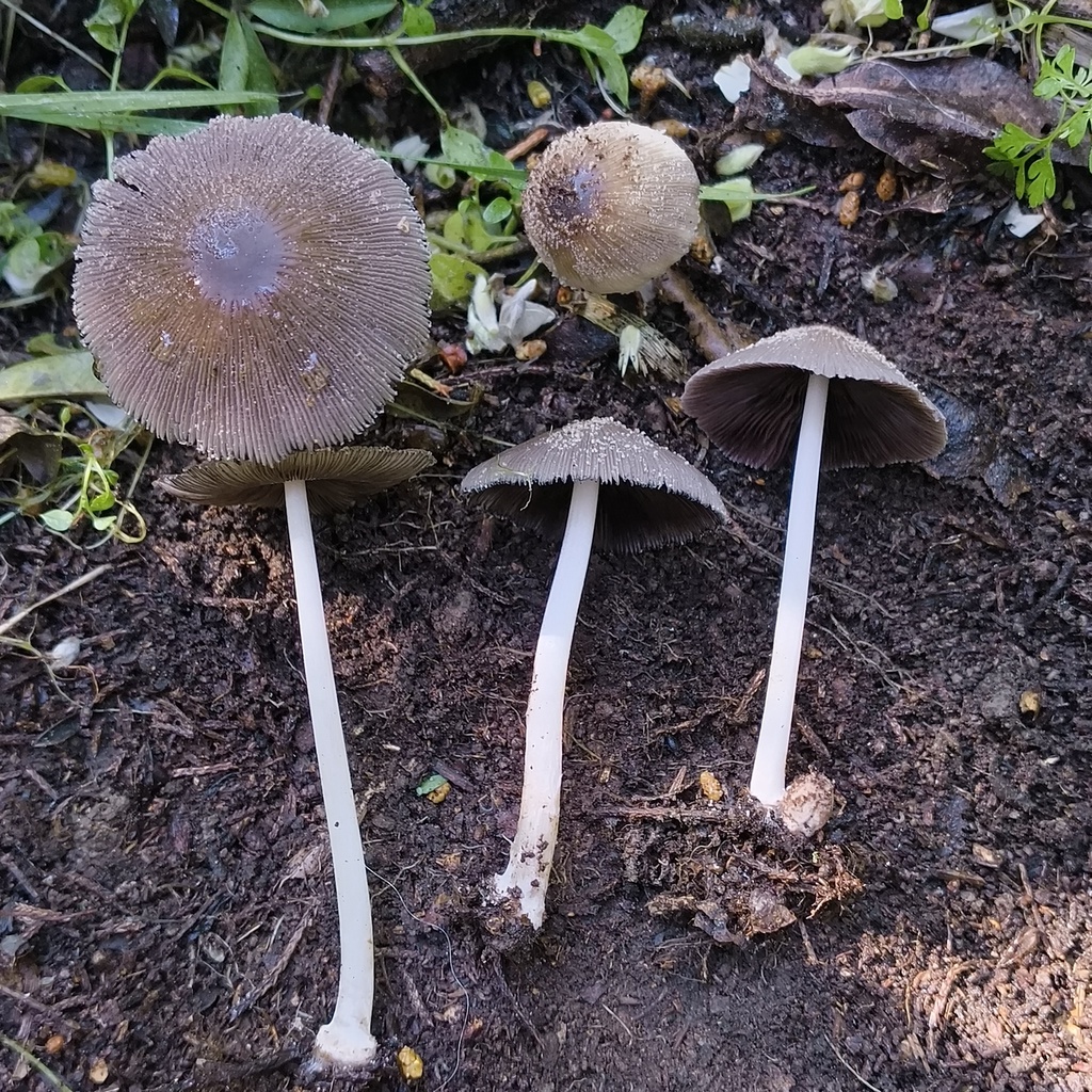 Domestici · September 2025 · photo: © zedt (iNaturalist, cc-by)