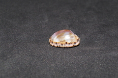 Pseudozonaria arabicula