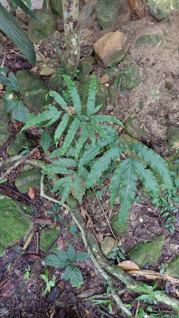 Tectaria laotica (Tectaria laotica)