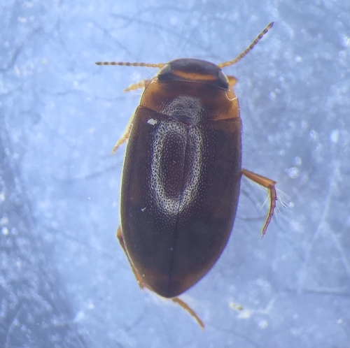 Hydroporus memnonius