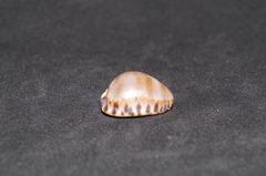 Pseudozonaria arabicula