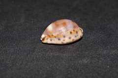 Pseudozonaria robertsi