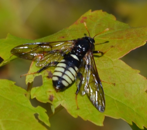 North American Elm Sawfly
