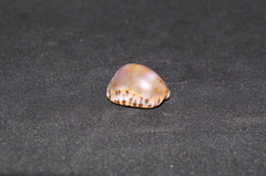 Pseudozonaria arabicula