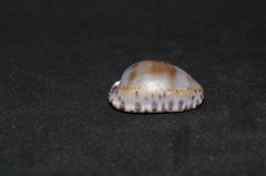 Pseudozonaria arabicula