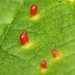 Gall and Rust Mites - Photo (c) Donald Hobern, some rights reserved (CC BY)