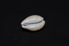 Pseudozonaria robertsi