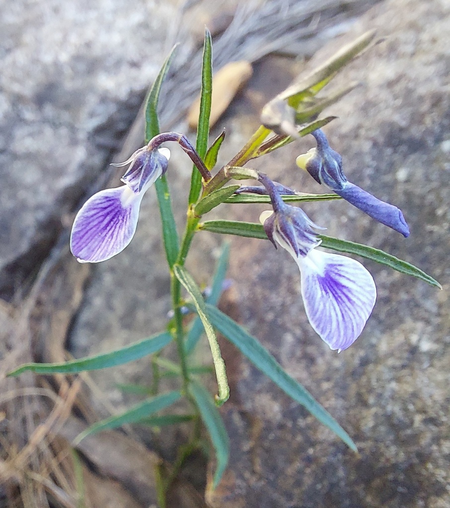 erect violet