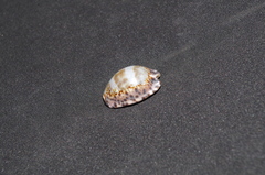 Pseudozonaria arabicula image